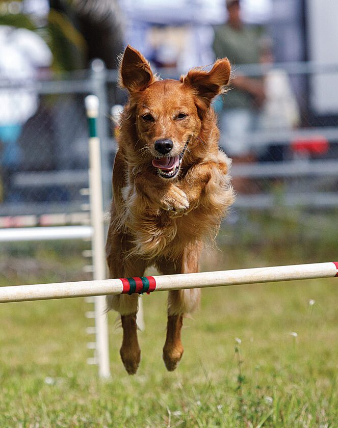 Calling all dogs: GoldenFest XII is set for Nov. 13 at the Shell ...